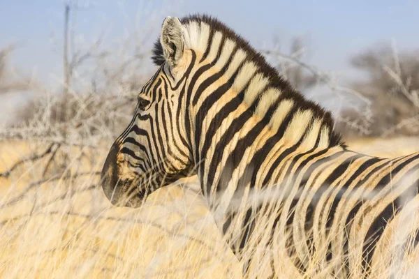 Burchell Cebra Hierba Seca Parque Nacional Etosha Namibia África —  Fotos de Stock