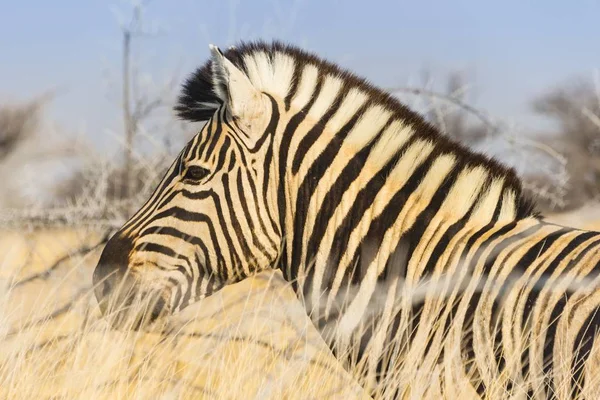Burchell Zebra Grama Seca Etosha National Park Namíbia África — Fotografia de Stock