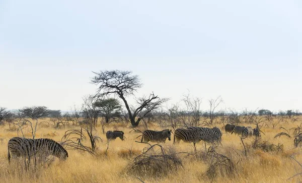 Burchell Zebras Gregge Nell Erba Secca Parco Nazionale Etosha Namibia — Foto Stock