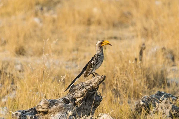 Південний Жовтий Рахунок Hornbill Сидячи Старому Пеньку Дерев — стокове фото