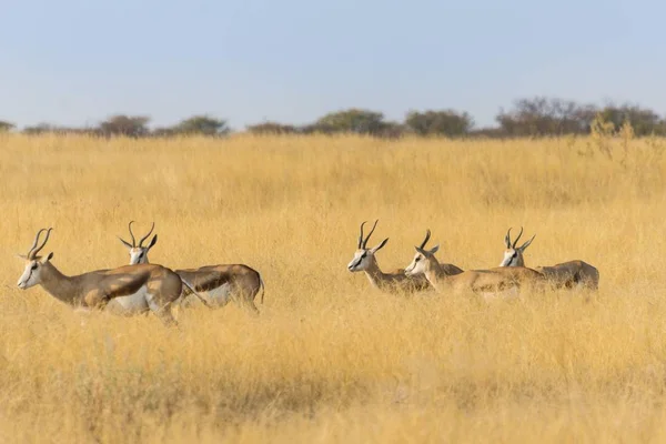 Springboks Trawie Etosha National Park Namibia Afryka — Zdjęcie stockowe
