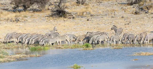 Burchell Zebra Manada Beber Hoyo Agua Homob Parque Nacional Etosha —  Fotos de Stock