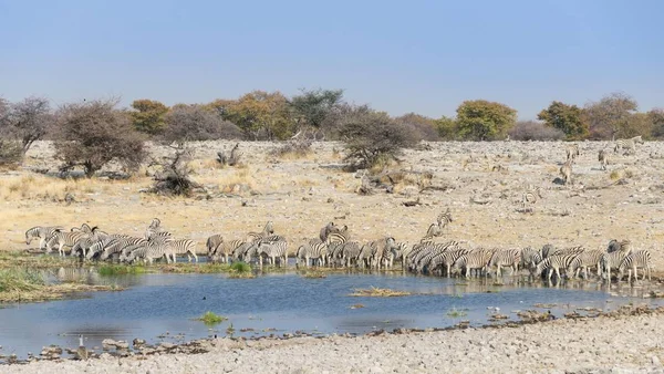 Burchells Zebra Herd Drinking Homob Waterhole Etosha National Park Namibia — Stok fotoğraf