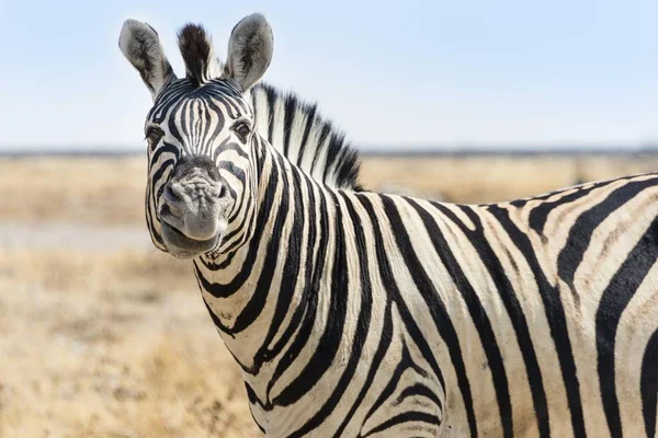 Burchell Zebra Suchym Steppe Etosha National Park Namibia Afryka — Zdjęcie stockowe