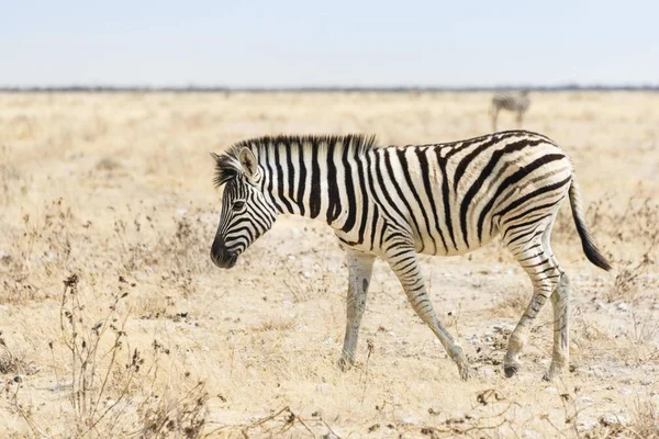 Burchell Zebra Potro Caminhando Através Pastagens Etosha National Park Namíbia — Fotografia de Stock