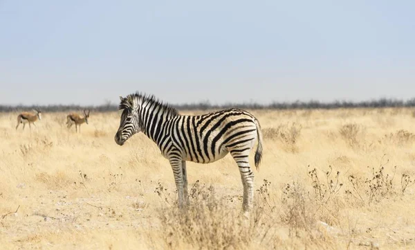 Burchell Zebra Potro Caminando Través Pastizales Parque Nacional Etosha Namibia —  Fotos de Stock