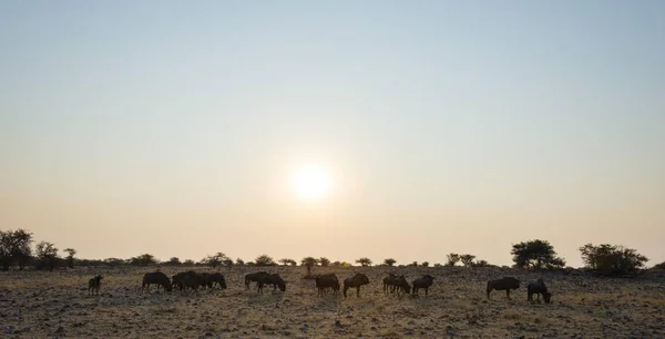 Niebieski Wildebeest Stada Świetle Wieczorem Etosha National Park Namibia Afryka — Zdjęcie stockowe