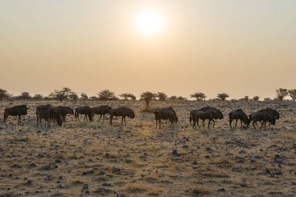 Niebieski Wildebeest Stada Świetle Wieczorem Etosha National Park Namibia Afryka — Zdjęcie stockowe