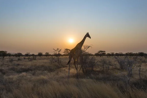Girafa Estepe Pôr Sol Etosha National Park Namíbia África — Fotografia de Stock