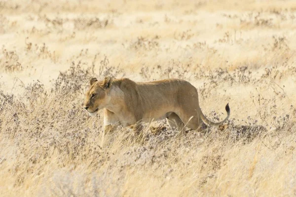 Löwin Mit Jungen Durch Steppe Etoscha Nationalpark Namibia Afrika — Stockfoto