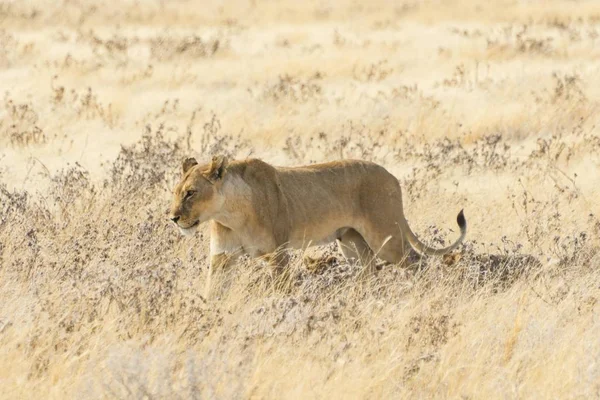 Leona Con Cachorros Caminando Por Estepa Parque Nacional Etosha Namibia — Foto de Stock