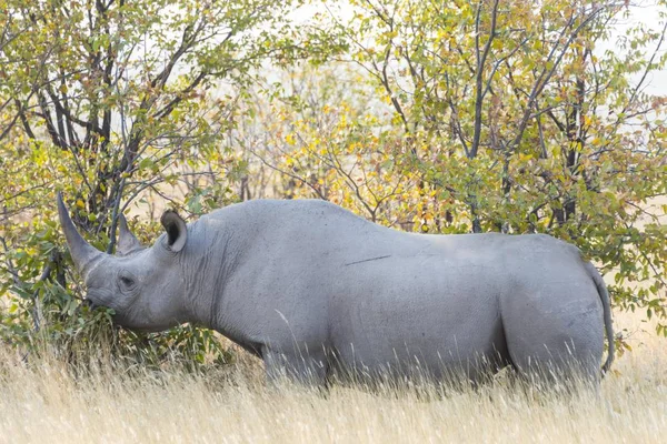 Чорний Носоріг Їдять Етоша Національний Парк Намібія Африка — стокове фото