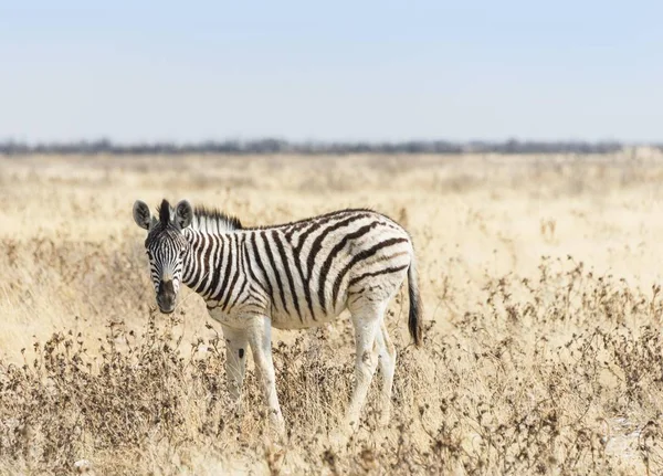 Puledro Burchell Zebra Piedi Attraverso Praterie Parco Nazionale Etosha Namibia — Foto Stock