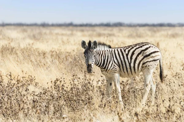 Burchell Zebra Źrebię Chodzenie Użytków Zielonych Etosha National Park Namibia — Zdjęcie stockowe