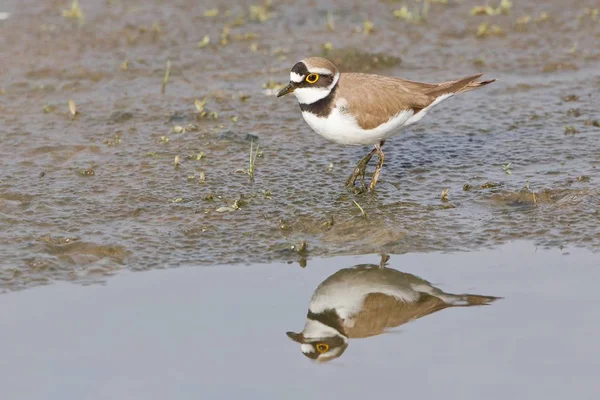 Liten Ringlade Plover Reflekteras Vatten Närbild Visa — Stockfoto