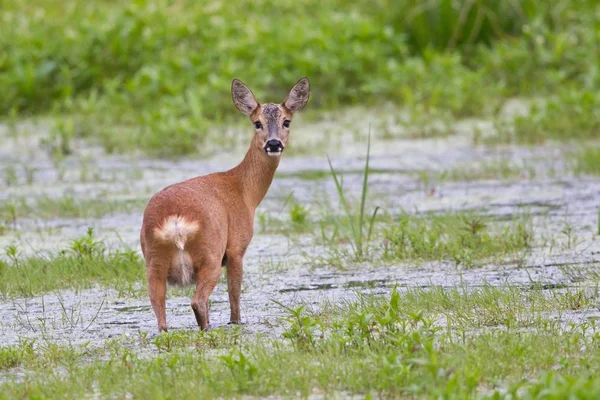 Roe Deer Stoi Wodzie Dzikiej Przyrodzie — Zdjęcie stockowe