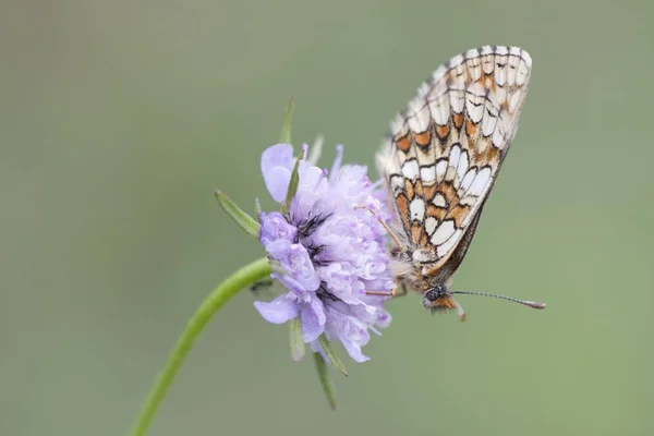 弗里蒂利亚蝴蝶栖息在模糊的背景的田野斯卡比奥萨 — 图库照片
