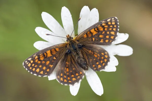 Bruyère Papillon Fritillaire Perché Sur Une Marguerite Aux Yeux Boeuf — Photo