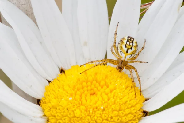 Cricket Fledermaus Kugel Weber Spinne Auf Einem Ochsenauge Gänseblümchen Nahaufnahme — Stockfoto