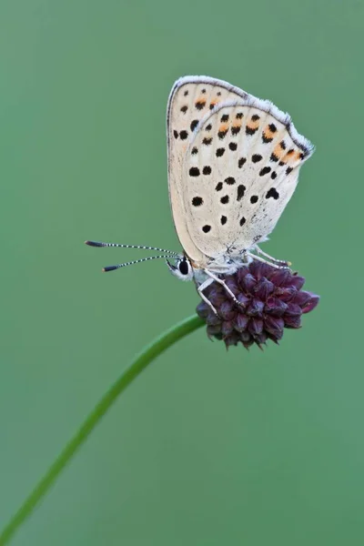 Cuivre Sucré Sur Great Burnet Sur Fond Flou — Photo