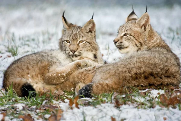 Dois Lynxes Eurasiáticos Deitados Neve Hesse Alemanha Europa — Fotografia de Stock
