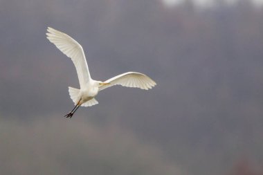 Great Egret or Great White Heron in flight clipart