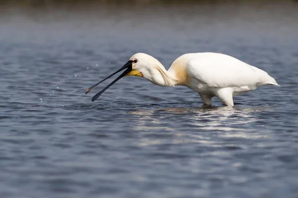 Spoonbill Alimentándose Agua Con Reflexión Vida Silvestre — Foto de Stock