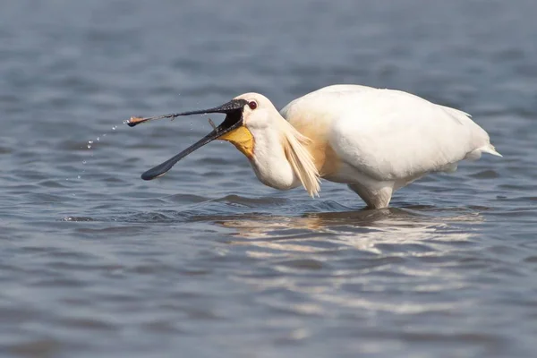 Spoonbill Recherche Nourriture Dans Eau Avec Réflexion Vie Sauvage — Photo