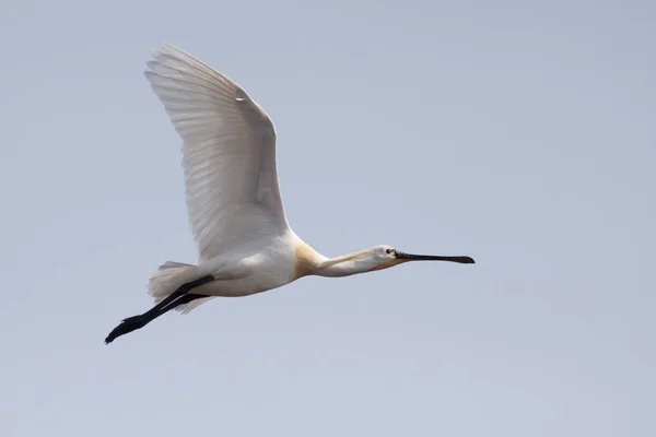 Spoonbill Vuelo Cielo Despejado — Foto de Stock