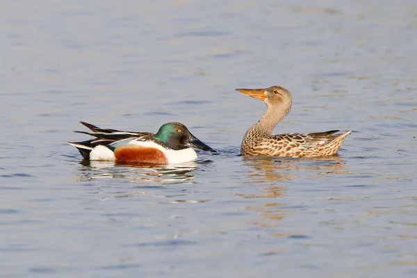 Kuzey Shoveler Suda Çifti Gösteren — Stok fotoğraf