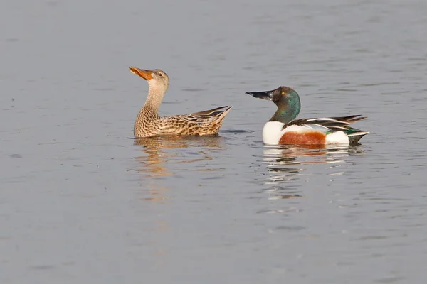 Észak Shoveler Bemutatás Pár Vízben — Stock Fotó