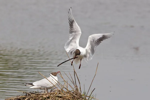 Zwart Headed Meeuwen Paring Buurt Van Water — Stockfoto