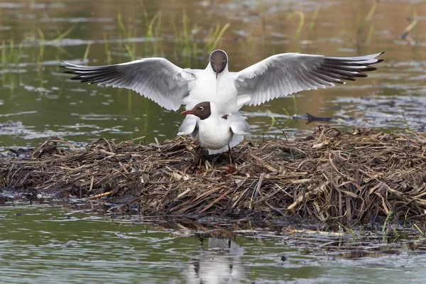 Black Headed Gulls Mating Water — Stock Photo, Image