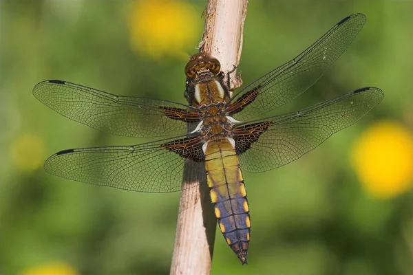 Broad Bodied Chaser Broad Bodied Darter Contra Fundo Desfocado — Fotografia de Stock