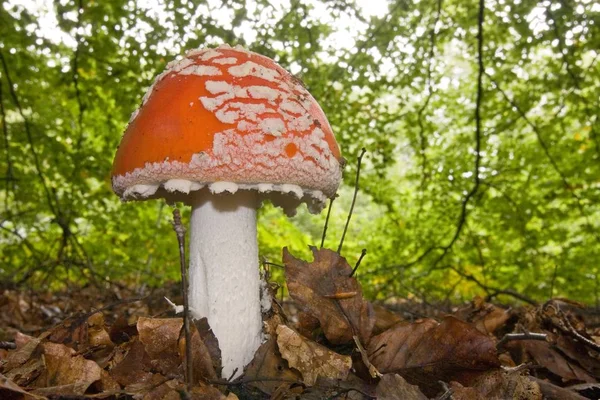 Fly Agaric Mushroom Growing Forest Closeup View — Stock Photo, Image