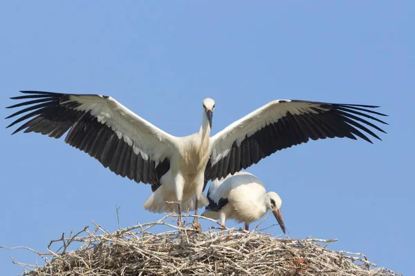 Junge Weißstörche Bei Flugversuchen Nest — Stockfoto