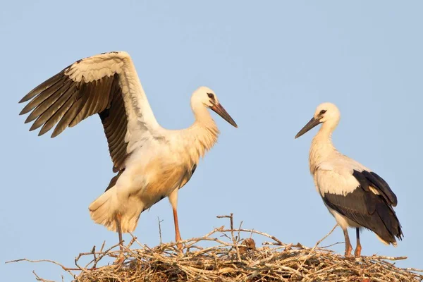 Junge Weißstörche Bei Flugversuchen Nest — Stockfoto