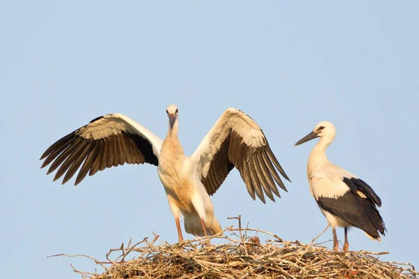 Junge Weißstörche Bei Flugversuchen Nest — Stockfoto