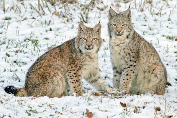 Dois Lynxes Sentados Neve Cativos Alemanha Europa — Fotografia de Stock