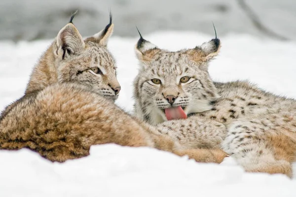 Dois Lynxes Deitados Neve Cativos Alemanha Europa — Fotografia de Stock