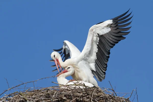 Zwei Weißstörche Die Sich Nest Paaren Nahaufnahme — Stockfoto