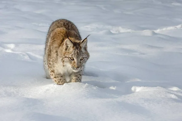 Euraziatische Lynx Sneeuw Wilde Natuur — Stockfoto