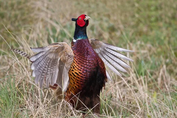 배경에 Pheasant 초상화 클로즈업 — 스톡 사진