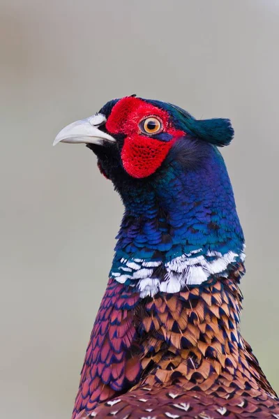 배경에 Pheasant 초상화 클로즈업 — 스톡 사진