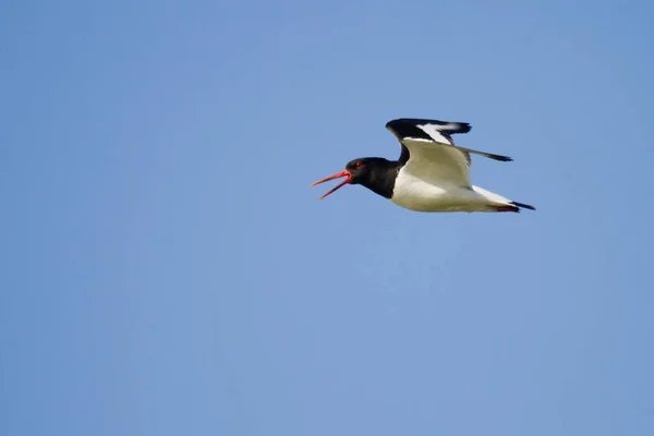 Oystercatcher Vlucht Cleat Blue Sky — Stockfoto