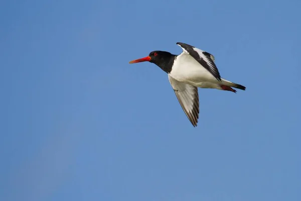 Oystercatcher Vlucht Cleat Blue Sky — Stockfoto