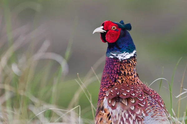 Pheasant Portrait Closeup Blurred Background — Stock Photo, Image