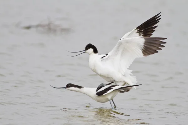 Pairing Two Pied Avocets Water — Stock Photo, Image