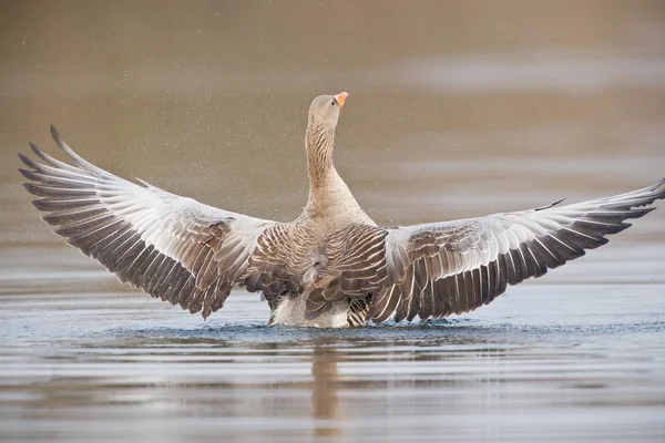 Greylag Goose Atterrissage Sur Eau Vie Sauvage — Photo