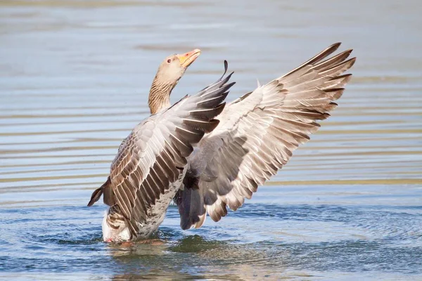 Greylag Goose Landing Water Wild Life — Stock Photo, Image